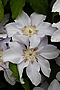 Clematis Silver Moon IMG_4913 Powojnik